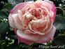 Miss Helyett rose photo