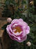 Burnet Irish Marbled rose photo