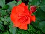 Esprit rose photo