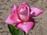 Bobby Charlton rose photo