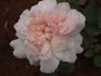 Edith de Murat rose photo