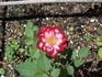 Circus Clown rose photo
