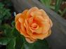 Louise Hay rose photo