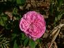 Agar rose photo