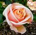 Buttercup rose photo