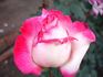 Condesa de Mayalde rose photo