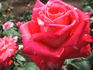 Miami Playa rose photo