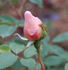 Clair de Lune rose photo