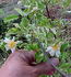 <i>R. wichuraiana</i> f. <i>variegata</i> Uyeki rose photo