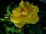 Elbegold rose photo