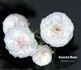 Heinrich Blanc rose photo