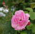 Echo rose photo