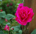 Richmond, Cl. rose photo