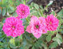 Little Pinkie rose photo