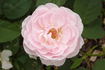 1-01 rose photo
