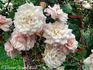 Hélène Granger rose photo