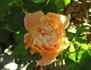 Hawaiian Sunset rose photo