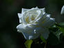 Iceland Queen rose photo