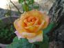Pocahontas rose photo