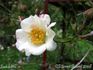Eichsfeldia rose photo