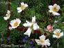 Eichsfeldia rose photo