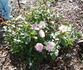 1-01 rose photo