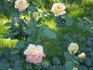 Charlotte Brownell rose photo