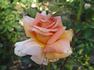 Worthwhile rose photo