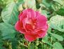 Buisman's Triumph rose photo