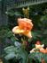 Ruth Alexander rose photo