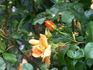 Ruth Alexander rose photo