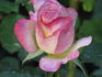 Elizabeth Park Centennial rose photo
