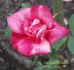 Comte Bobrinsky rose photo