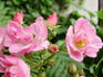 Adrian Reverchon rose photo