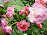 Adrian Reverchon rose photo