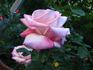 Elizabeth Park Centennial rose photo