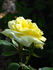 Dakota Sun rose photo