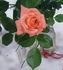 Angel Pink ™ rose photo