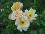 Cheshire rose photo