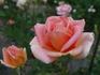 Worthwhile rose photo