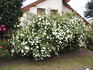 Waltz ™ rose photo