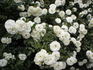 Waltz ™ rose photo