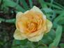 Carol Burnett ™ rose photo