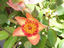 Halo Sweetie rose photo