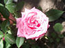 Jessica Rose rose photo