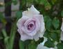 Allure ™ rose photo