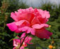 Argovia rose photo