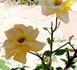 Glenfiddich rose photo