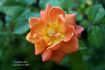 Crackling Fire ™ rose photo