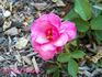 My Best Friend rose photo